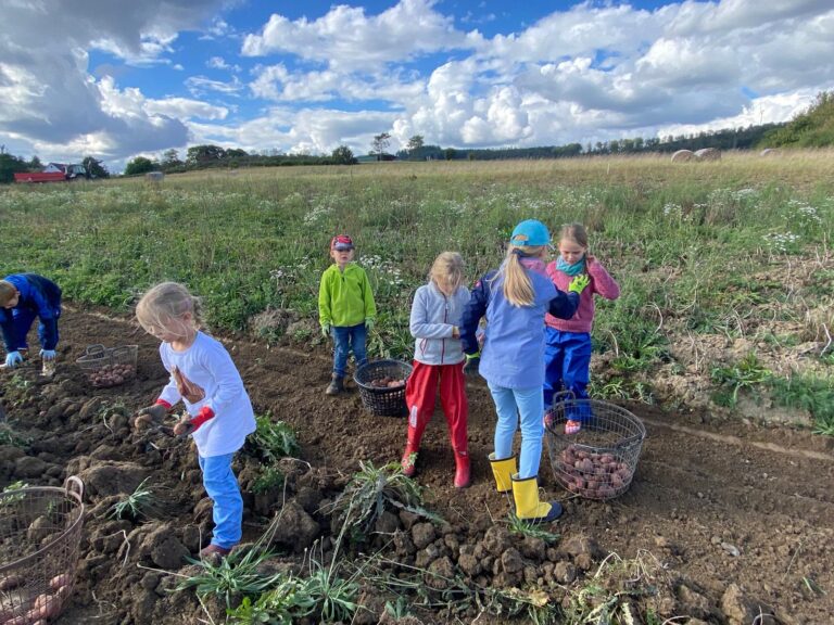 Read more about the article Kartoffeln ernten wie früher in Niederlaasphe